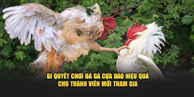 Bí quyết chơi đá gà cựa dao hiệu quả cho thành viên mới tham gia