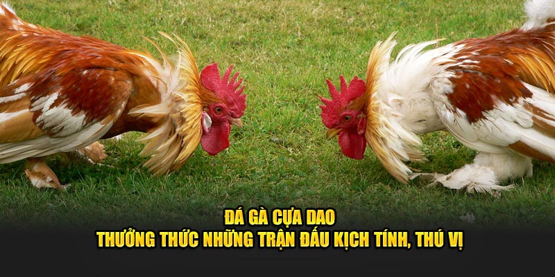 Đá Gà Cựa Dao - Thưởng Thức Những Trận Đấu Kịch Tính, Thú Vị