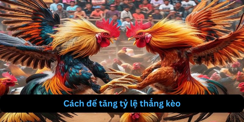 Cách để newbie tăng tỷ lệ thắng