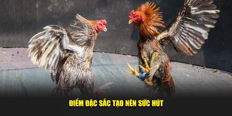 Điểm đặc sắc tạo nên sức hút