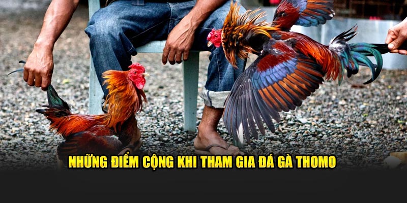 Những điểm cộng khi tham gia đá gà Thomo