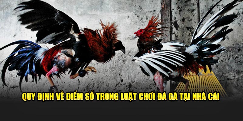 Quy định về điểm số trong luật chơi đá gà tại nhà cái