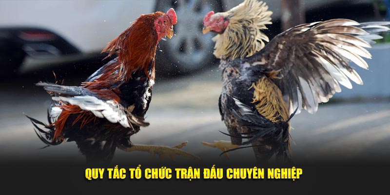 Quy tắc tổ chức trận đấu chuyên nghiệp 