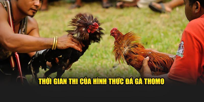 Thời gian thi của hình thức đá gà Thomo tại Kubet