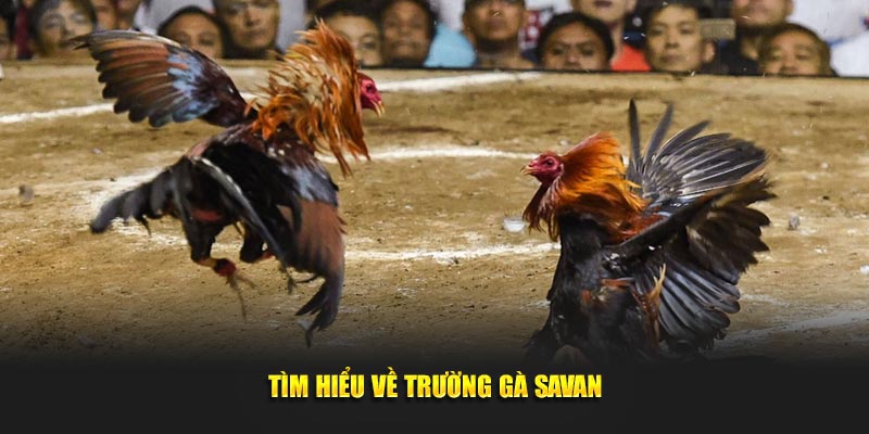 Tìm hiểu về trường gà SavanTìm hiểu về trường gà Savan