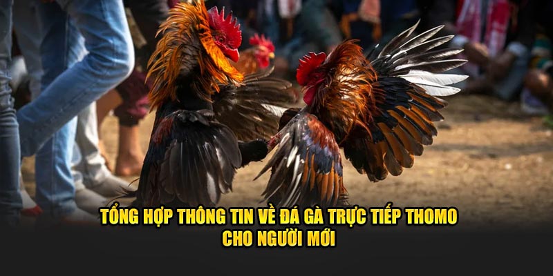 Tổng hợp thông tin về loại hình đá gà trực tiếp cho người mới