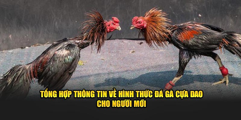 Tổng hợp thông tin về hình thức đá gà cựa dao cho người mới