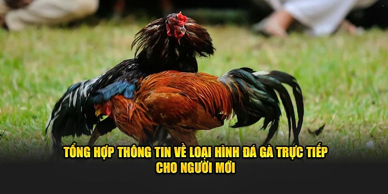 Tổng Hợp Thông Tin Về Đá Gà Trực Tiếp Thomo Cho Người Mới